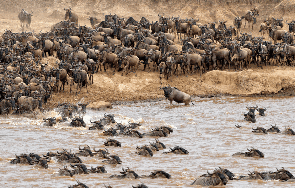 Maasai Mara