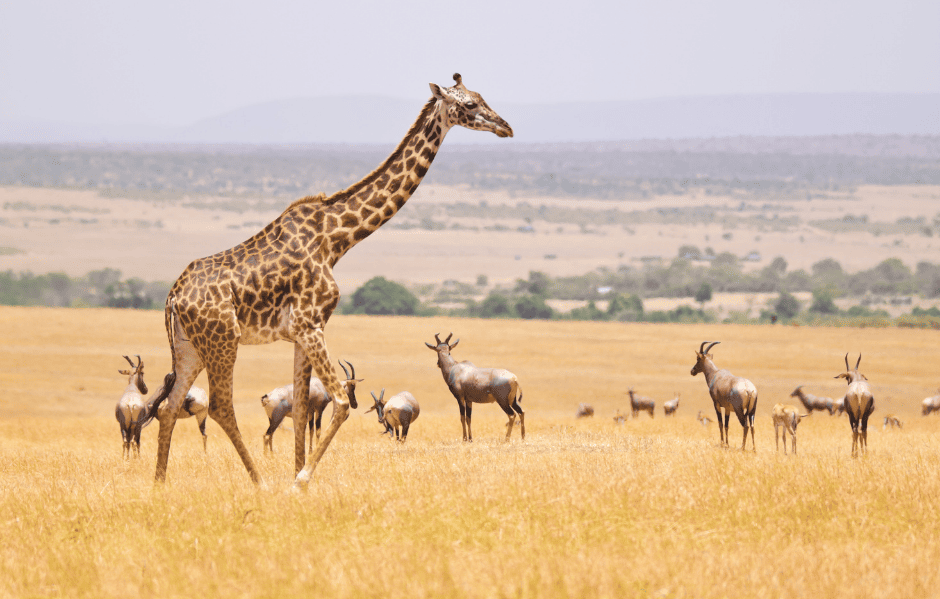 Maasai Mara