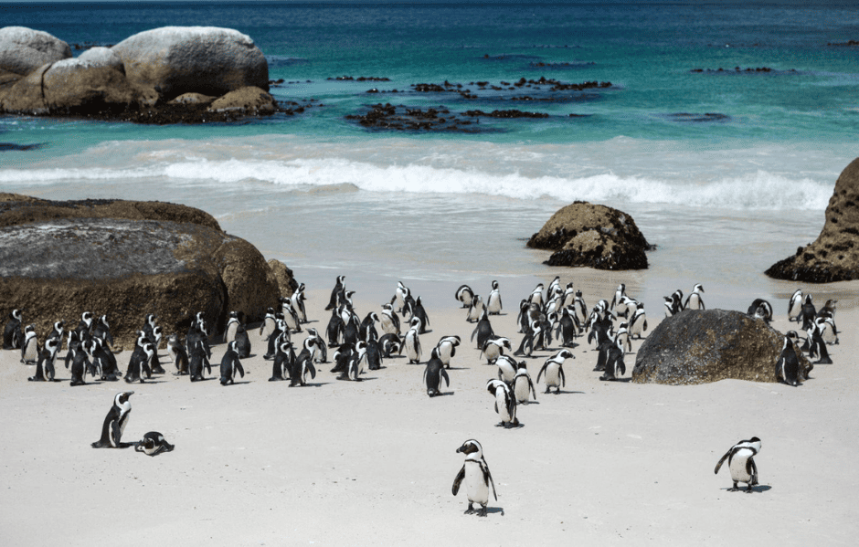 Boulders Beach