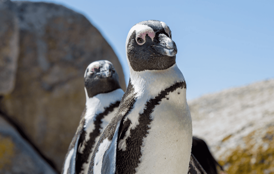Boulders Beach