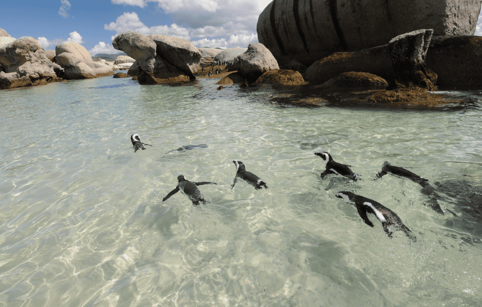 Boulders Beach