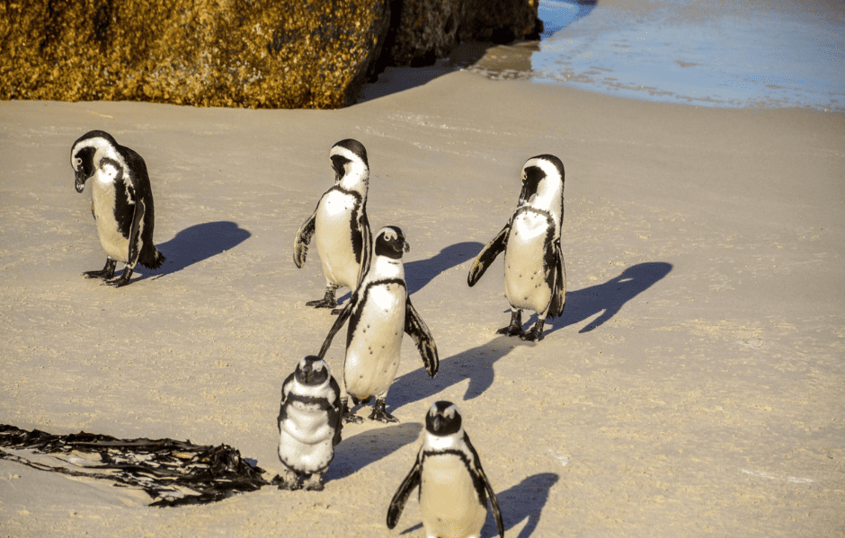 Boulders Beach