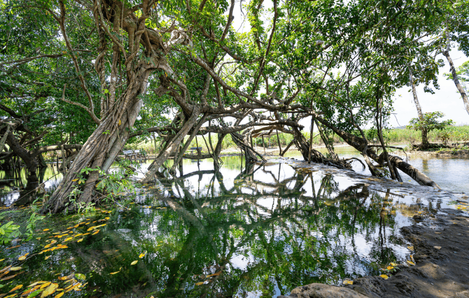 TOUR RỪNG NAM CÁT TIÊN | 2 NGÀY 1 ĐÊM