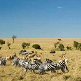 MAASAI MARA MÙA THÚ DI CƯ Ở CHÂU PHI CÓ GÌ ĐẶC BIỆT?