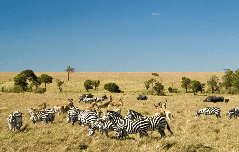MAASAI MARA MÙA THÚ DI CƯ Ở CHÂU PHI CÓ GÌ ĐẶC BIỆT?
