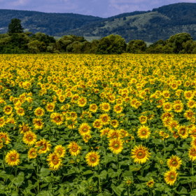 MÙA HOA HƯỚNG DƯƠNG TUSCANY VẺ ĐẸP RỰC RỠ GIỮA MIỀN QUÊ NƯỚC Ý